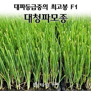 [모종심는아빠] 대파모종 대파중의 최고봉 F1 대청파, 200구(1판), 1개