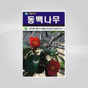 슬로시 나무 씨앗 단풍 담쟁이덩굴 씨 종자 해송 감나무, 1개