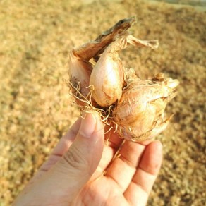 무안 쪽파종구 1kg 텃밭용 가정용 쪽파종자 소분 판매, 1개