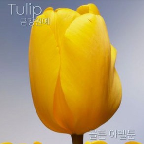 튤립(Tulip) 추식 구근 입고 금강원예, 골든아펠둔(5구), 1개