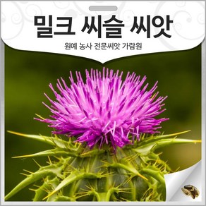 밀크씨슬 씨앗 우유 엉겅퀴 종자 밀크시슬 100알, 1개