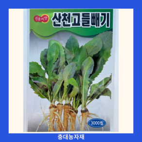 고들빼기씨앗 1g 산천고들빼기 민간약초 진흥종묘 텃밭식물, 1개