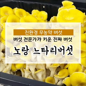 무농약 당일수확 노랑느타리버섯 800g, 1박스