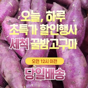 산지직송 24년 햇 황토 꿀밤고구마