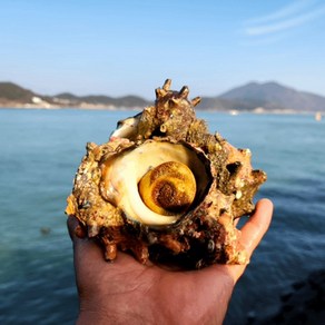 자연산 완도 제주 뿔소라 1kg 전복소라 회 횟감용, 1개, 자연산 뿔소라 소1kg (8~11미)