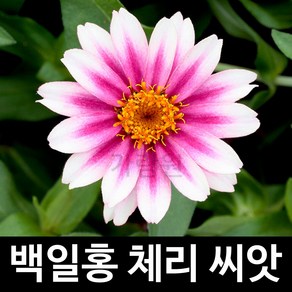 체리 백일홍 씨앗 꽃씨 꽃씨앗 종자 야생화 씨 10알