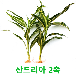 산드리아 (2촉) 초보자수초 자연수초, 2개