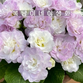 발레리나앵초 핑크아이스 [1포트 복남이네야생화 모종 앵초 프리뮬라 primula]