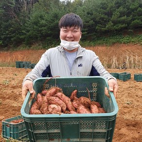 [24년 호박고구마 직거래] 당진 햇 꿀고구마 3kg 5kg 10kg 아침식사대용 다이어트 못난이 한입, 1박스, 특상 5kg