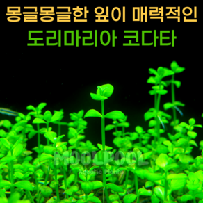 [물풀정원] 초보 도리마리아 코다타(6줄기) 달팽이없는 깨끗한 수초키우기 구피 베타 물고기 새우 은신처, 1개