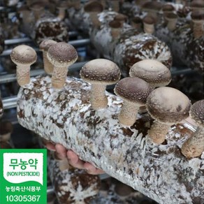 퇴촌 송화고버섯 산지직송 무농약 송화버섯 실속형 생송화고 송고버섯 1kg, 1개