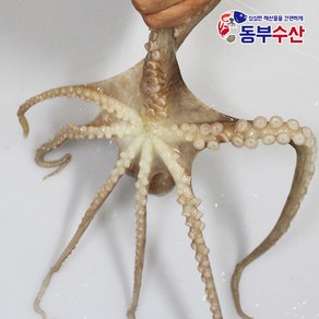동부수산 살아있는 활낙지 서해 국산산낙지 한마리 산소포장으로 생존율 up, 1개, 국산활낙지(대) 1마리 130g