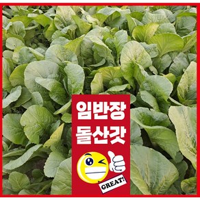 여수 돌산갓 생갓 5kg, 1개