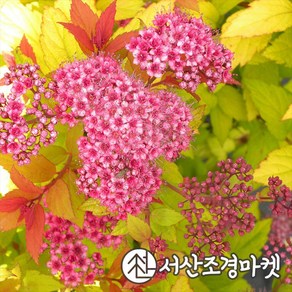 조팝나무 황금조팝 5치포트 개화주 묘목 서산조경마켓, 1개