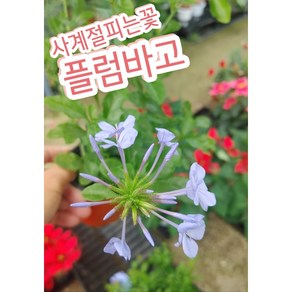 플럼바고/플룸바고/하늘빛 색감의 사계절피는 꽃