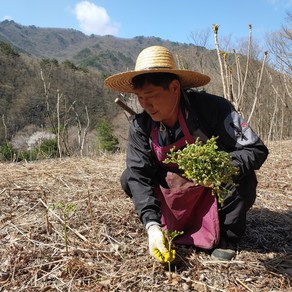 지리산 고사리 23년 햇 건고사리 건조 말린 나물 건나물 봄나물 200g, 100g, 2개