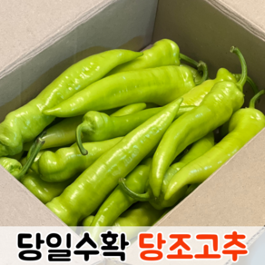 [당일수확] 국산 아삭아삭 혈당조절 체중조절 당조고추 1kg 2kg / 당뇨고추 혈당당고추 당고추 오이고추 당조고추1kg, 1박스, 1kg (15~25개 내외)