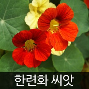 한련화 씨앗 꽃씨앗 꽃씨 야생화 꽃종자 20알, 1개