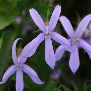 이소토마 제미니 핑크/블루 (종자 꽃씨앗/10립) Isotoma Gemini, 제미니 블루, 1개