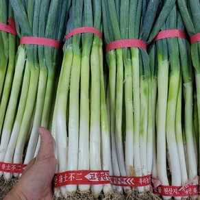 대파 국산 손질대파 1.8kg 내외 1단 야채맘