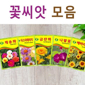 살아있는 꽃씨 야생화 키우기 다년생 채송화 다알리아 달맞이꽃 해바라기 맨드라미 봉선화 코스모스 메리골드 패랭이 접시꽃 사루비아 구절초 유채 백일홍 금잔화 꽃씨앗, S- 꽃씨-루드베키아, 1개