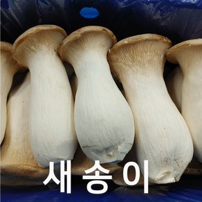 버섯 새송이버섯 못난이 상 2kg 내외, 1개