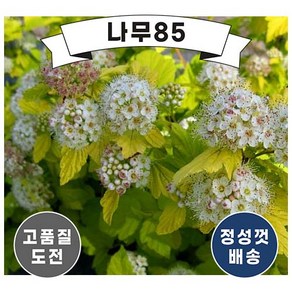 (나무85) 황금국수나무 (엔젤골드) 4치포트, 1개