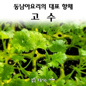 [모종심는아빠] 동남아요리 대표 향채 고수