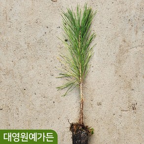 적송(금강송) 해송 실생2년 소나무 상록수 정원수, 01. 적송(금강송) - 실생2년 플러그묘 3주, 1개