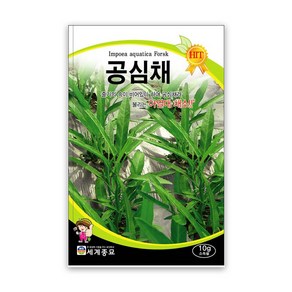 공심채씨앗 10g 공심채 모닝글로리 아열대 쌈 채소, 1개