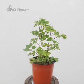 신종 무늬파비앙 소품 15~25cm 45, 1개