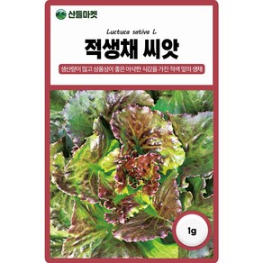 산들마켓 적생채 상추 씨앗 1g 생산량 많고 아삭한 생채 상추씨 종자, 1개