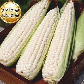 괴산대학찰옥수수 냉동/찐거 생거2가지, 15개, 3k(생거냉동_껍질벗김)