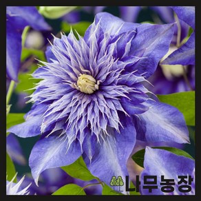 (나무농장) 클레마티스(크레마티스) 멀티블루 P9 포트, 1개