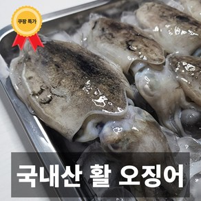 나만의건강by설리마켓 서해안 활 갑오징어 1kg 2kg 3kg, 1개, 1kg (3-6미)