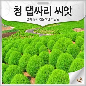 청 댑싸리 씨앗 댑사리 종자 댑싸리씨 뎁싸리 1500알, 1개