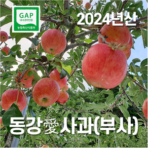 [산지직송]영월 부사 동강애 사과5kg 설날 선물용 사과GAP인증, 23개, 5kg