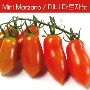 미니 마르자노 Mini Mazano 희귀 난쟁이 앉은뱅이 토마토 수경재배 토마토 교육용 체험용키우기 세트, 1개