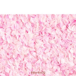 [파티붕붕] D4190 봄배경 현수막 / 유치원 어린이집 벚꽃 현수막 봄 꽃배경 포토존, 펀치상단2개