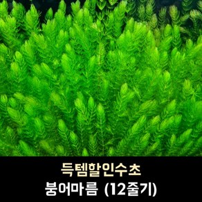 붕어마름(마츠모) (12줄기), 1개