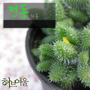 허브여울다육 전동(뇌동) 지름 9cm 소품 다육화분