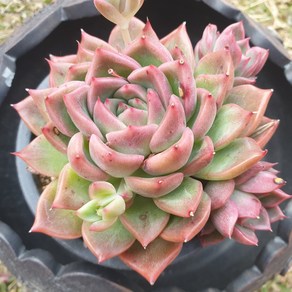 [수암다육] 플로리디티 랜덤발송 Echeveria agavoides 'Floridity' 다육 다육이 다육식물 620