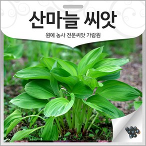 산마늘 씨앗 명이나물 종자 산마늘씨 명이씨 50알, 1개