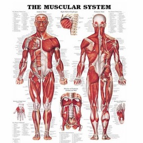 (Anatomical) 전신근육차트(사이즈 54x76) NO.8946, 1개