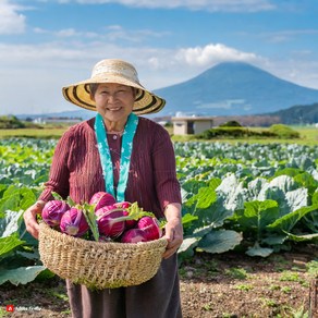 [댕팜] 제주 최상품 콜라비 할매농장 직송, 1박스, 10kg