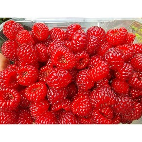 {농업회사법인시온} 2025년 햇 산딸기 최고의 당도 신선도 보장 250g 500g, 1개