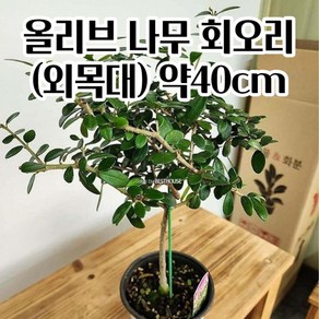 공기정화 실내식물 올리브나무 (외목대/약40CM) 인테리어식물 희귀식물 식물인테리어 실내화초, 1개