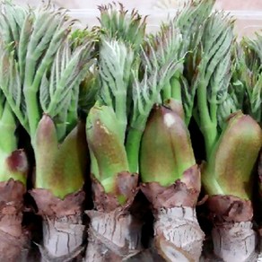[밋앤밀] 강원도 인제 산지직송 참두릅(자연산) 500g, 1박스