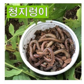 청지렁이 낚시미끼 지렁이미끼