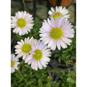 사계쑥부쟁이(소품) [야생화담담], 1개